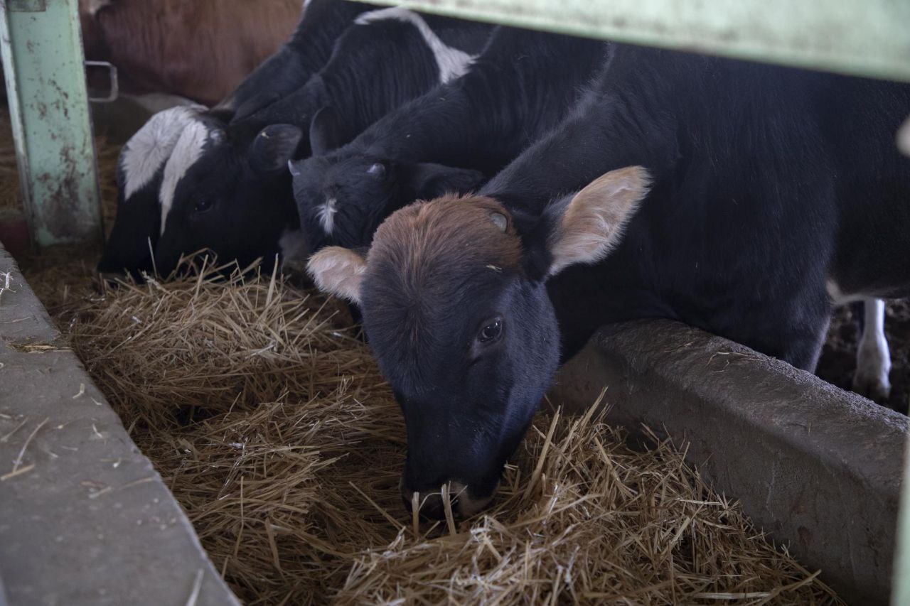 لمدة اسبوعين.. الزراعة تحظر حركة الحيوانات بين المحافظات