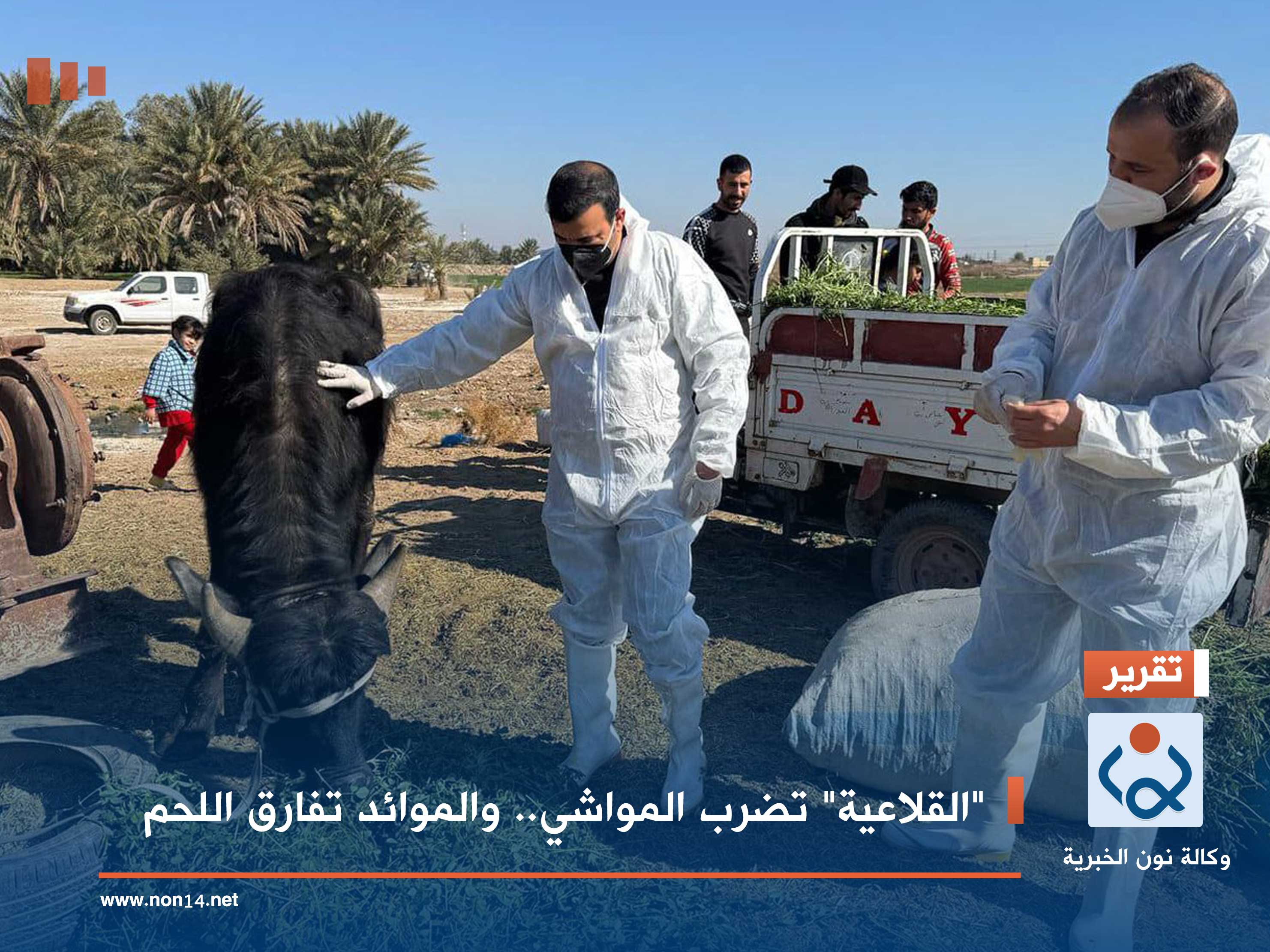 "القلاعية" تضرب المواشي.. والموائد تفارق اللحم