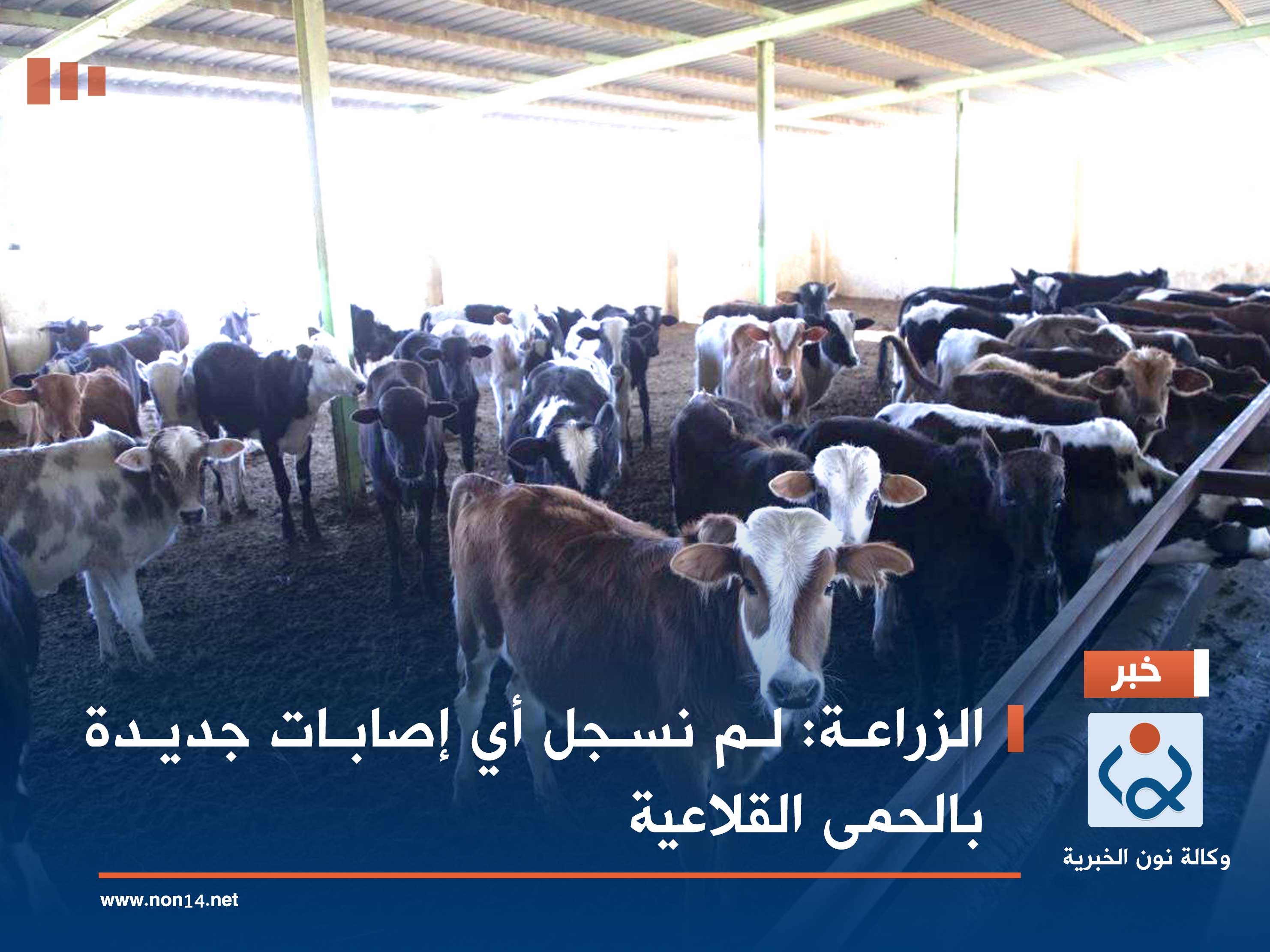 الزراعة: لم نسجل أي إصابات جديدة بالحمى القلاعية