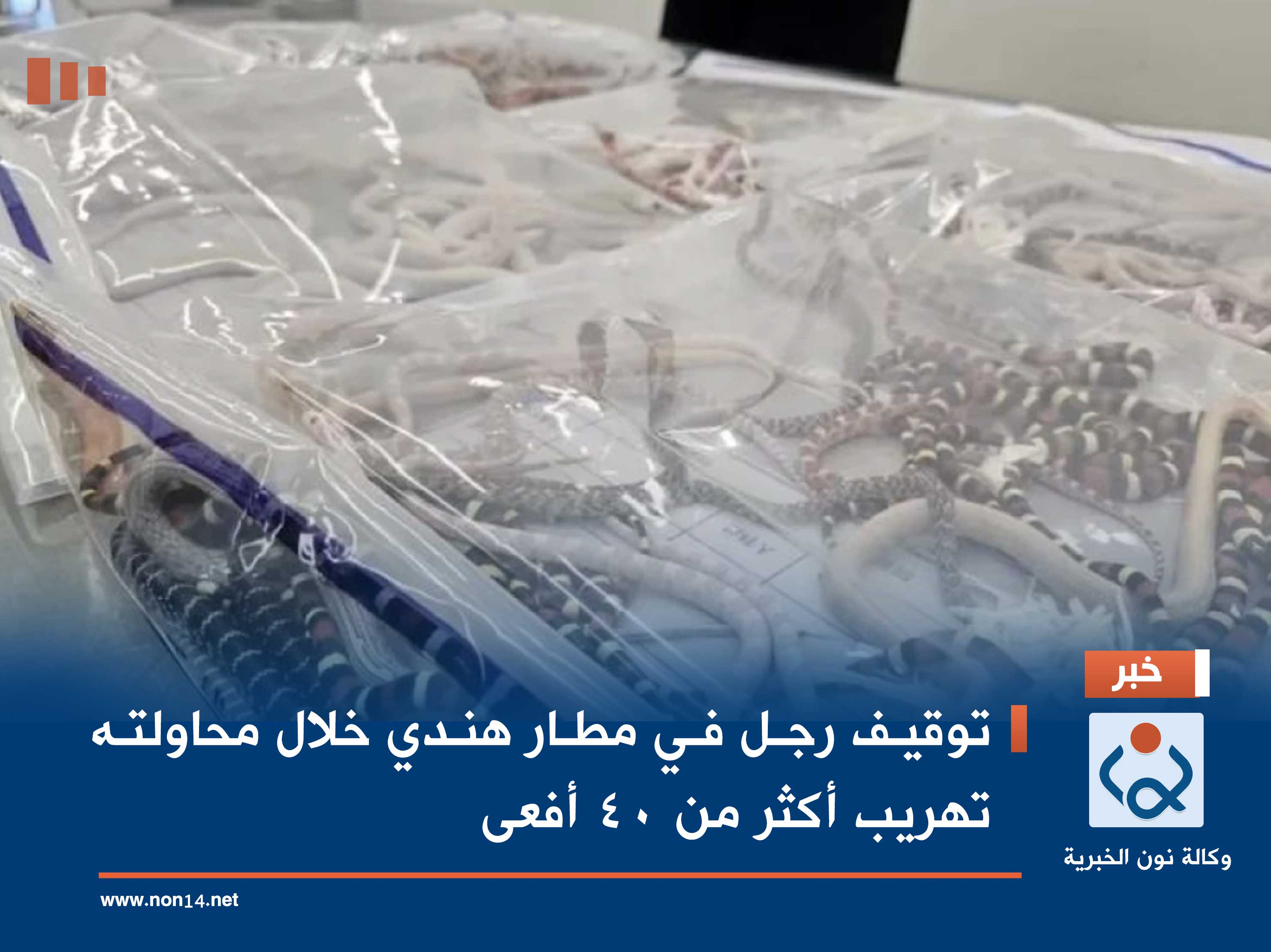 توقيف رجل في مطار هندي خلال محاولته تهريب أكثر من 40 أفعى