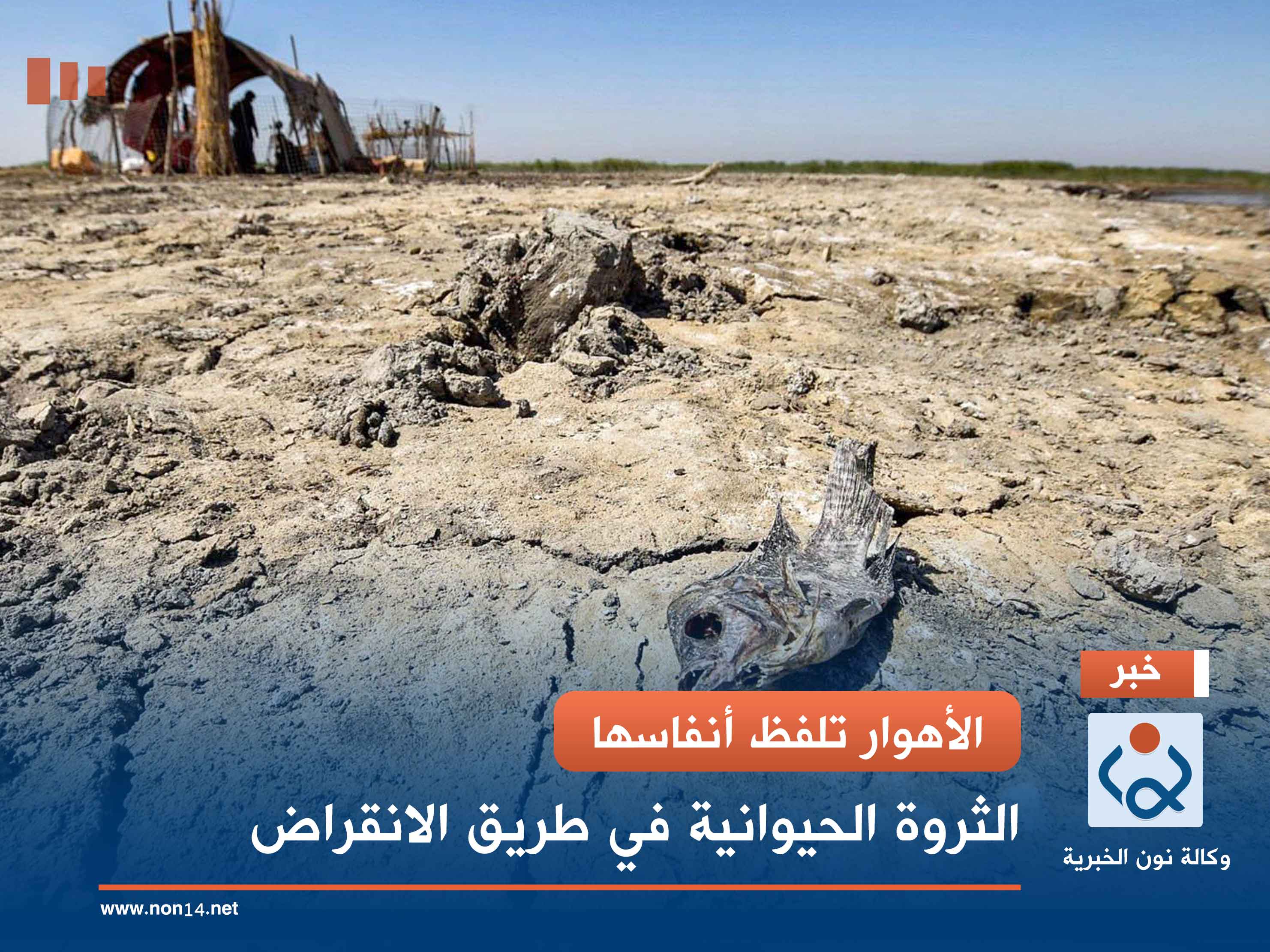 الأهوار تلفظ أنفاسها.. الثروة الحيوانية في طريق الانقراض