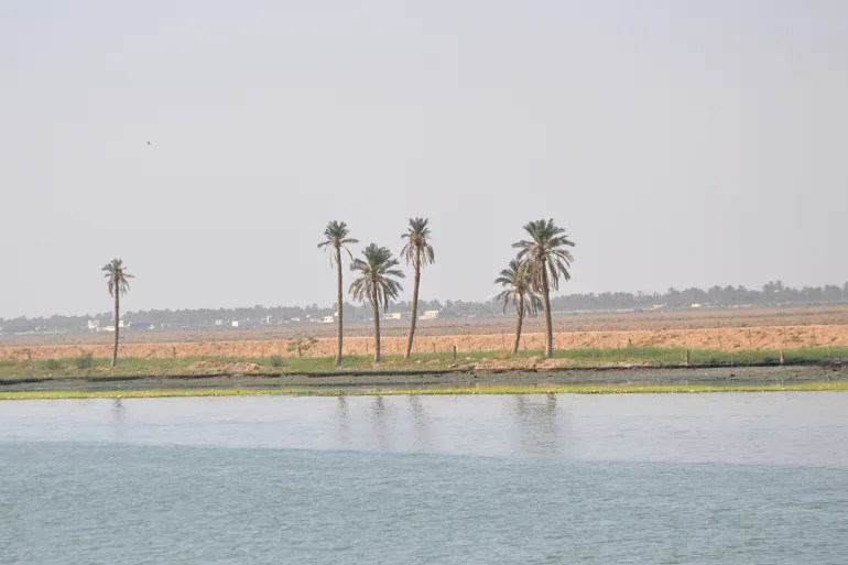 شط العرب يفقد نخيله والبصرة تخسر نصف إنتاجها من العسل