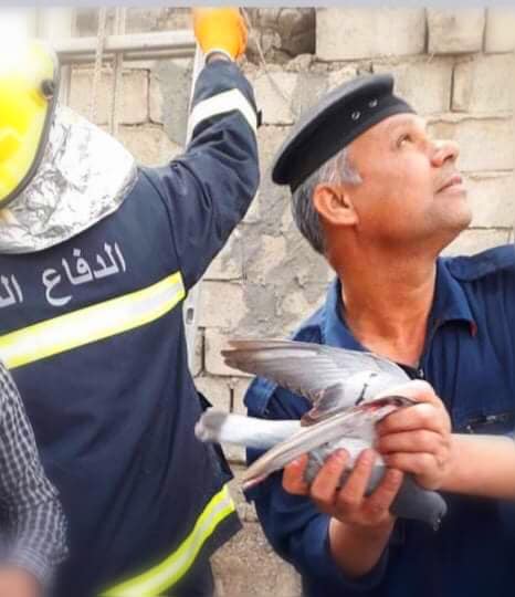 بالصور:فرق الدفاع المدني بواسط تنقذ طائر عالق في اعلى شجرة