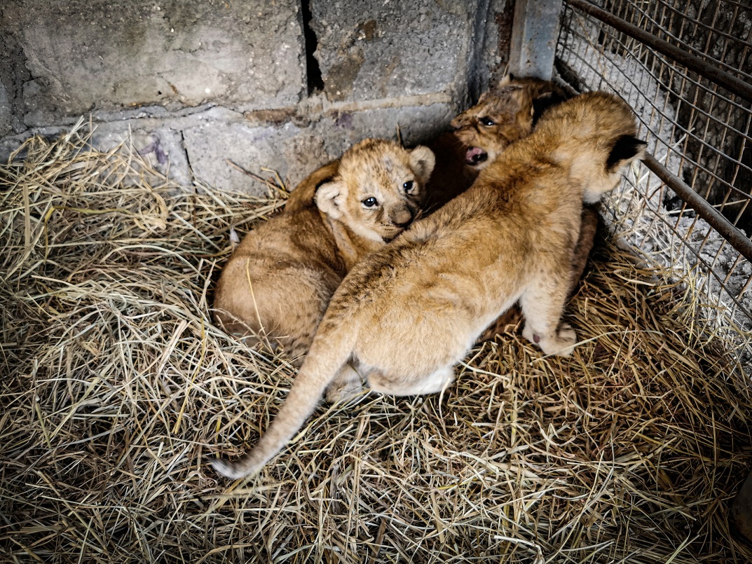تقرير مصور عن ولادة اربع اشبال للبوة واسد في كربلاء