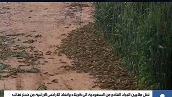 قتل ملايين الجراد القادم من السعودية الى كربلاء وانقاذ الاراضي الزراعية من خطر فتاك