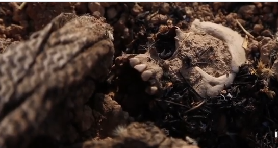 شاهد:اكتشاف مقبرة جماعية جديدة لسجناء شيعة قتلهم داعش بالموصل