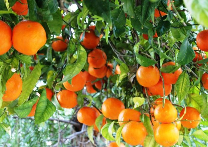 ارتفاع انتاج اشجار الحمضيات في العراق للعام الحالي