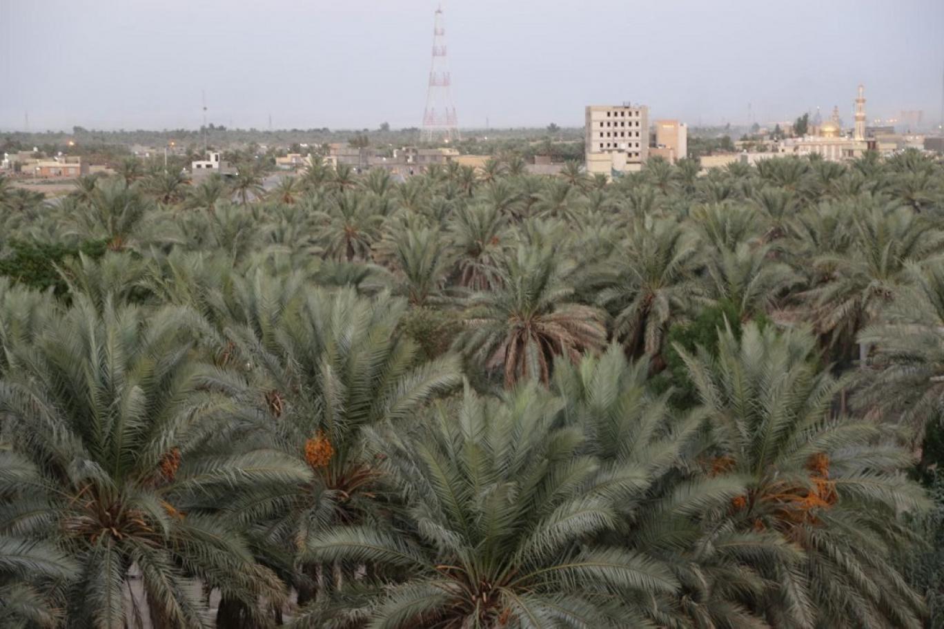 العراق بحاجة إلى 16 مليار شجرة "لكي يتنفس"