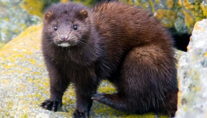 الدنمارك تعدم 17 مليون "حيوان" بسبب ظهور طفرة غريبة لكورونا