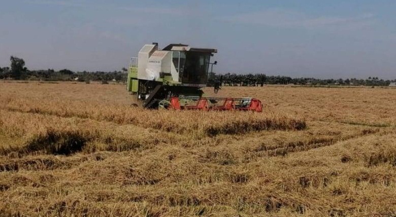 انطلاق حملات حصاد الشلب  في النجف الاشرف