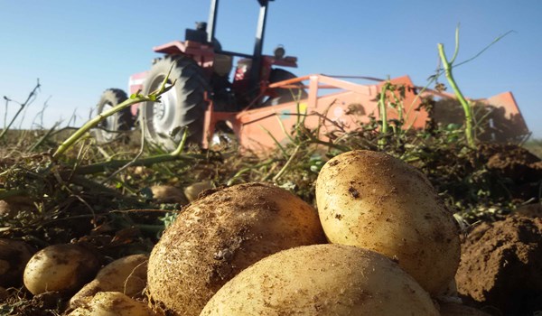 البطاطا الايرانية تتدفق على السوق العراقية