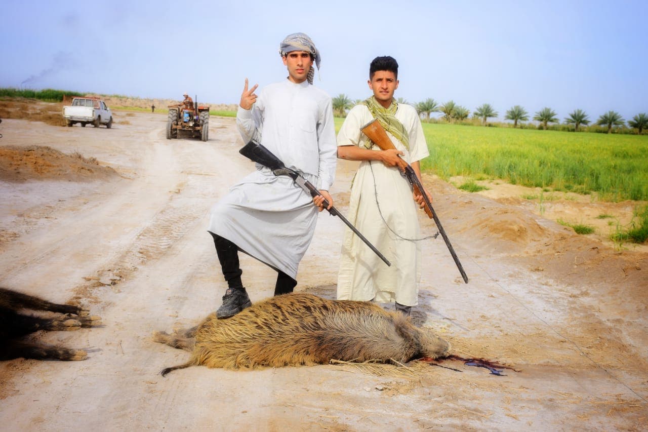 انتشار لقطعان الخنازير البرية في كربلاء