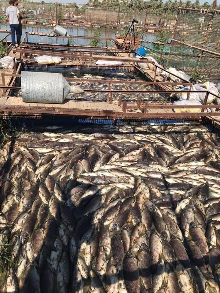 كربلاء  تطالب وزارة الزراعة بتوفير العلاجات اللازمة لمرض تعفن الغلاصم الذي يصيب الأسماك