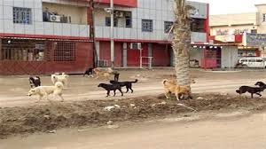 كلاب سائبة تهاجم أطفالاً في بغداد وإصابة أحدهم بجروح خطرة