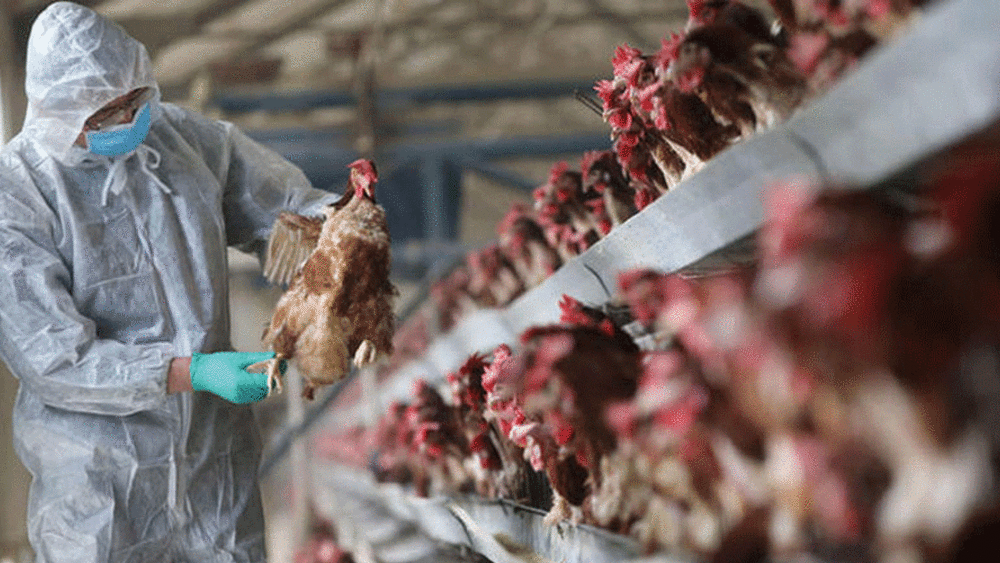 منظمة دولية: العراق يكتشف بؤرة لإنفلونزا الطيور شديدة العدوى