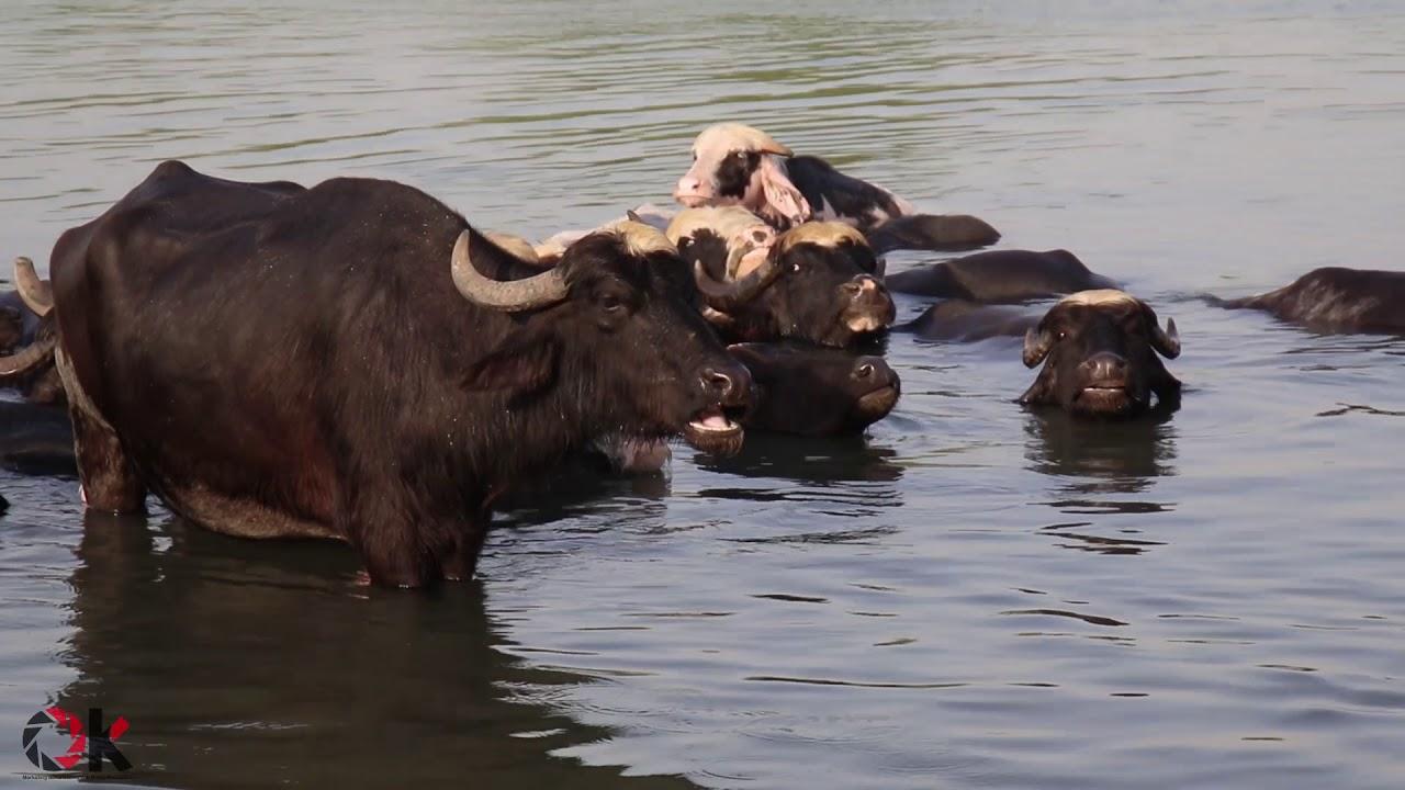 العراق يدعم تربية الجاموس