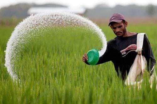 الجمعيات الفلاحية في كربلاء : كافة المحاصيل الزراعية التي تزرع في المحافظة تحتاج إلى جرعة سمادية