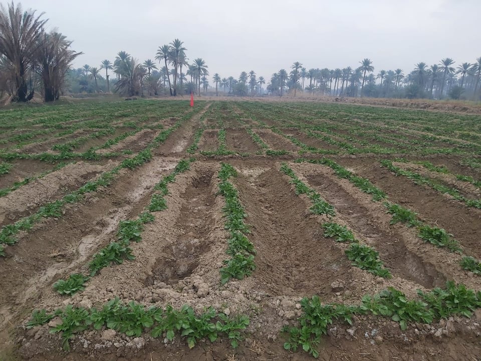 رئيس الجمعيات الفلاحية في كربلاء يدعو الفلاحين إلى استغلال حظر التجوال لزراعة أراضيهم