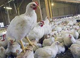 ارتفاع اسعار الدجاج الحي في كربلاء الى 5000 دينار للكيلو الواحد ومواطنون يطالبون بتوضيح