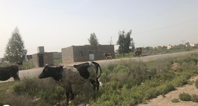 قتل عشرات الابقار في ديالى اثر هجوم مسلح