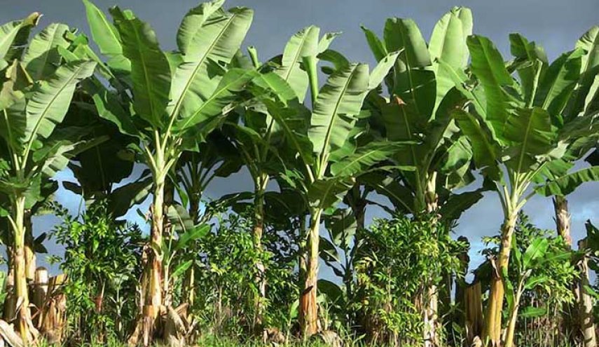 ثمرة لاول مرة تزرع في العراق