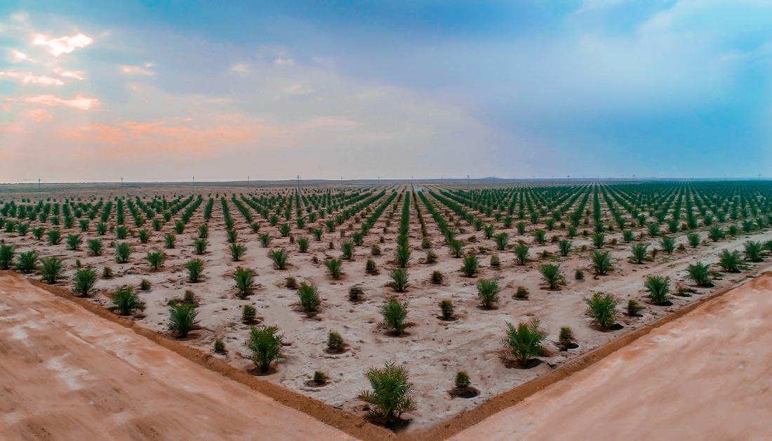 26000 الف نخلة تم زراعتها على مساحة 700 دونم في كربلاء