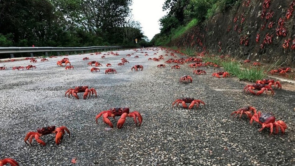 أكثر من 50 مليون سلطعون يجتاحون الطرق في أستراليا