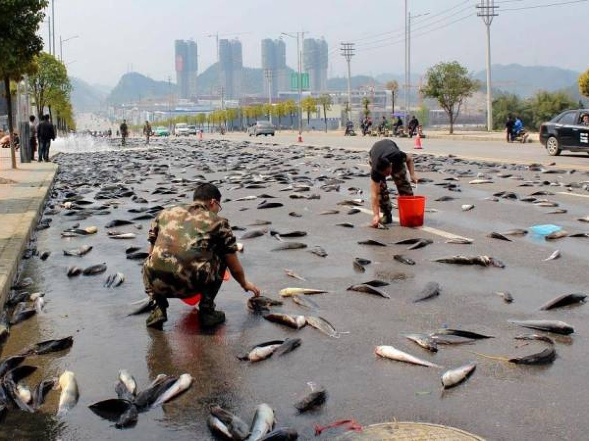 السماء تمطر سمكاً في تكساس