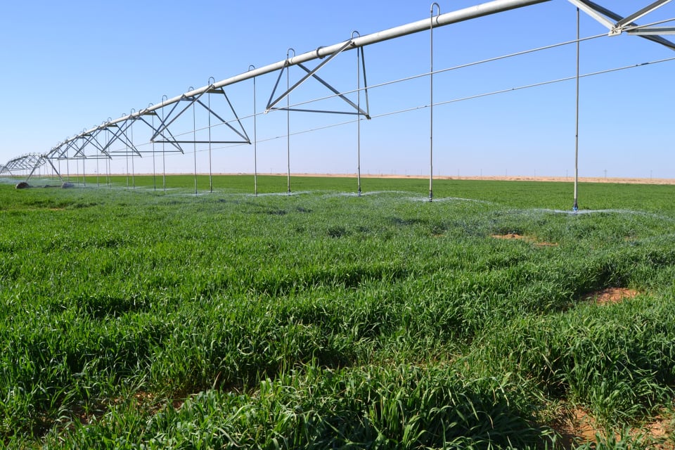 الجمعيات الفلاحية في كربلاء تناشد بمعالجة ضعف الفولتية للمغذيات الكهربائية لمزارع الحنطة في قضاء عين التمر