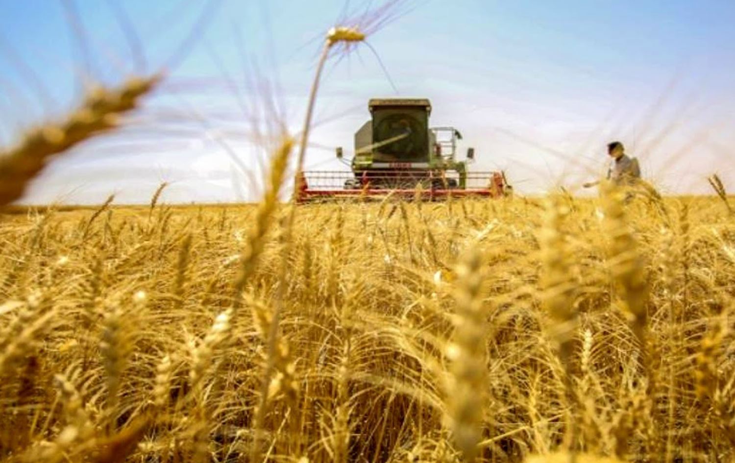 العراق يخصص 500 مليار دينار لسداد مستحقات الفلاحين