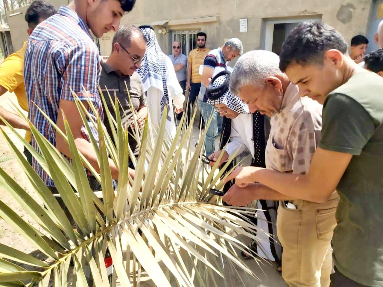 كربلاء : ندوة إرشادية حول الآفات التي تصيب النخيل وطرق الوقاية منها ومكافحتها