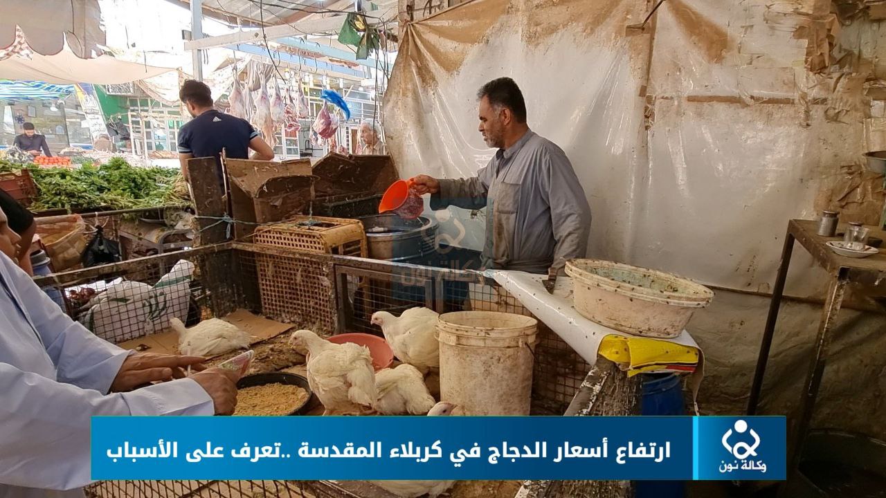 فيديو:ارتفاع أسعار الدجاج في كربلاء المقدسة ..تعرف على الأسباب