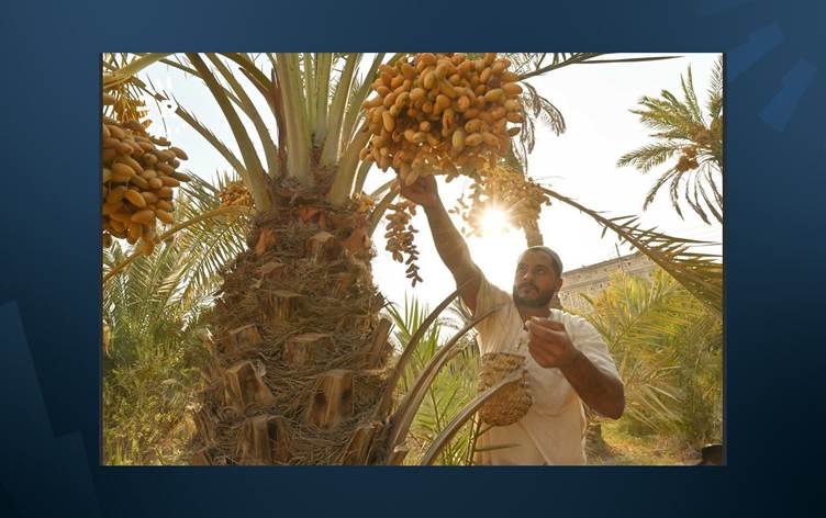 زراعة البصرة: 19 الف طن فقط انتاج التمور للعام الحالي