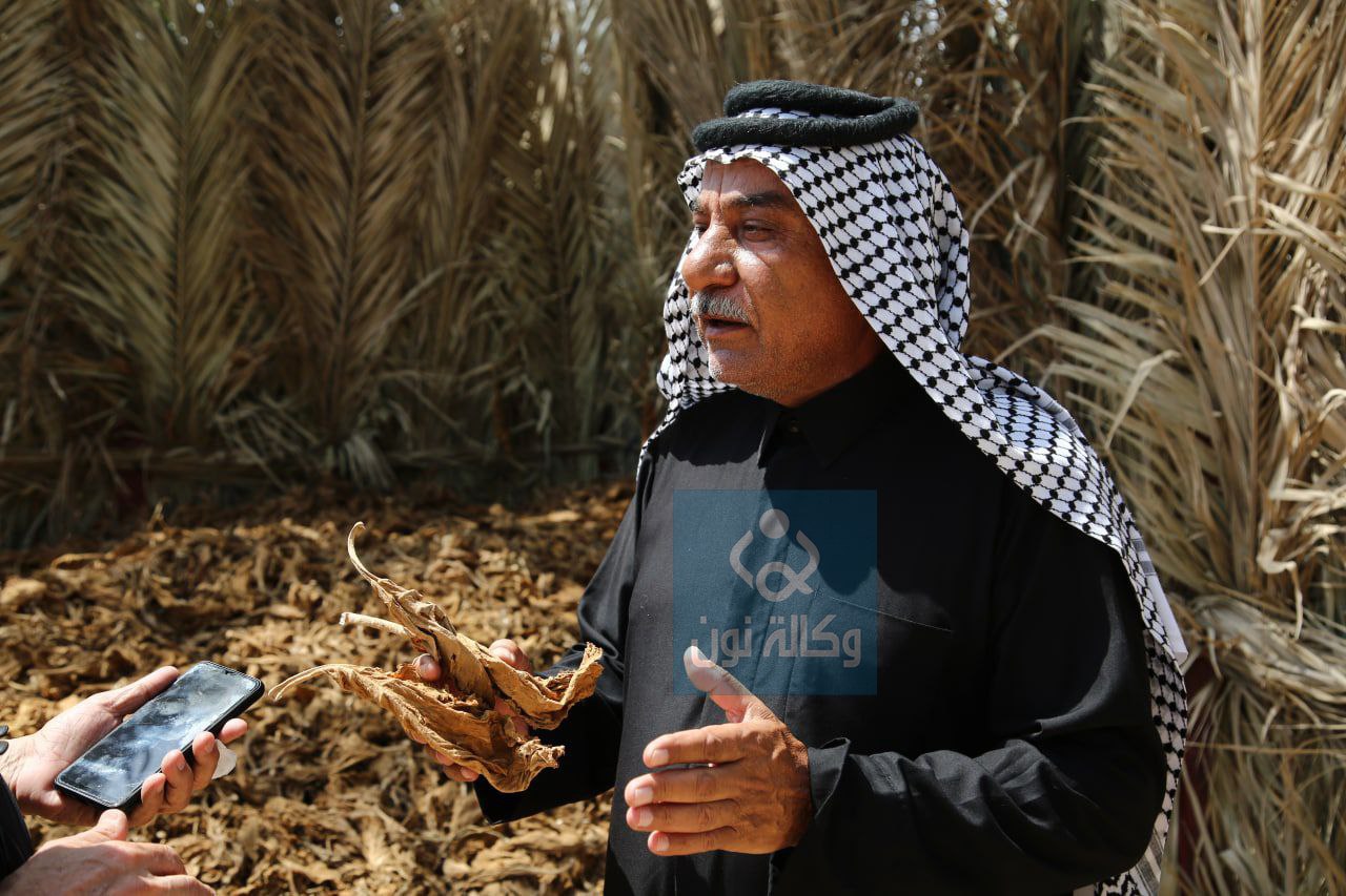 بالفيديو:المصدر الرئيسي لتسويق التبغ في العراق ..عائلات تتوارث زراعته في كربلاء