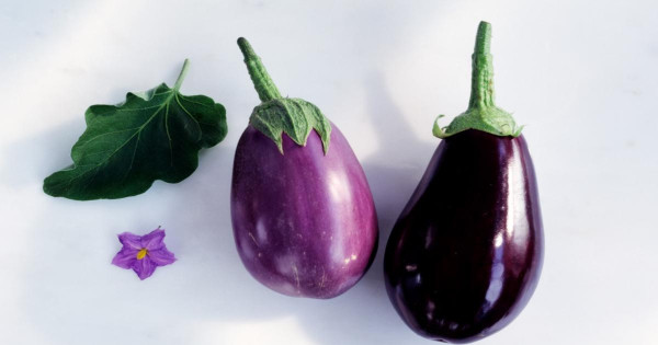 من هي الفئة الممنوعة من تناول الباذنجان؟
