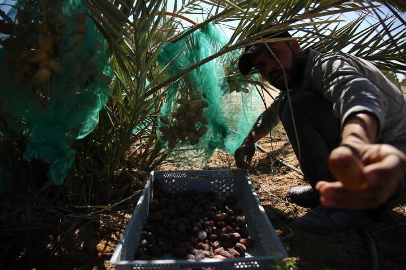 بالصور:اثمرت فيها اشجار التين والزيتون والرمان والعنب..قفزة نوعية تحققها مزرعة فدك بزراعة (30) الف نخلة