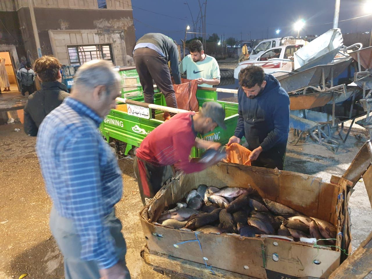 علوة اسماك كربلاء تسوق  419 طن من الاسماك  المحلية خلال شهر تشرين اول الجاري