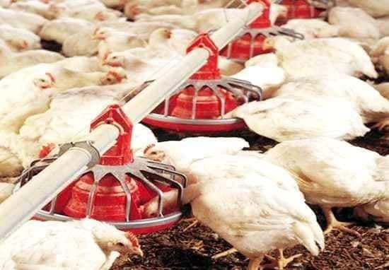 كربلاء:تسويق  أكثر من مليون دجاجة لسد حاجة السوق المحلية خلال شهر تشرين الثاني الماضي