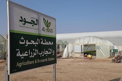 الزراعة المائيّة.. قصّة نجاح جديدة في كربلاء المقدسة