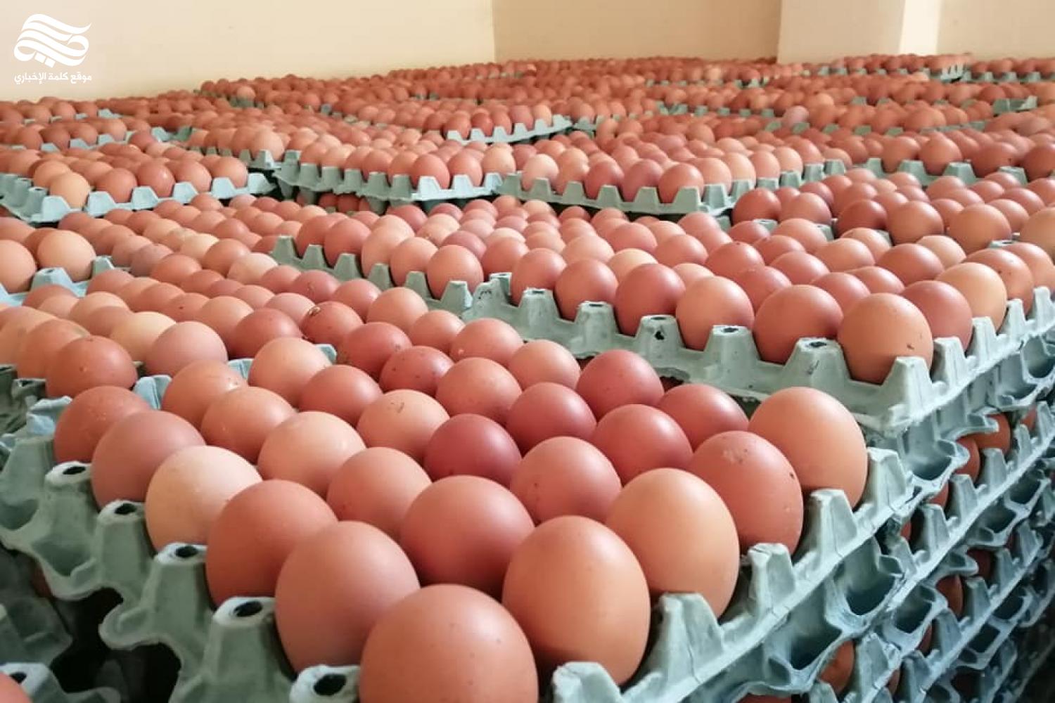 ارتفاع اسعار بيض المائدة في كربلاء المقدسة