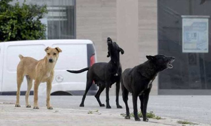 الحبس سنتين لمن يقتل كلبا في الأردن