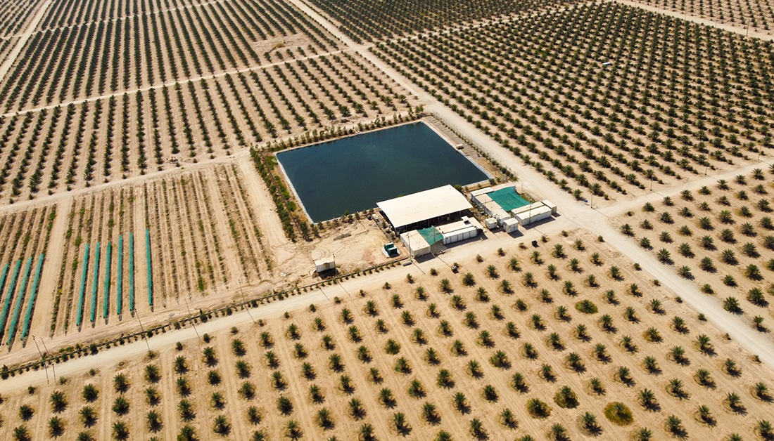 كربلاء:العتبة الحسينية تعلن عن وضع خطط استراتيجية لزراعة (مليون) نخلة عبر استثمار الأراضي الصحراوية