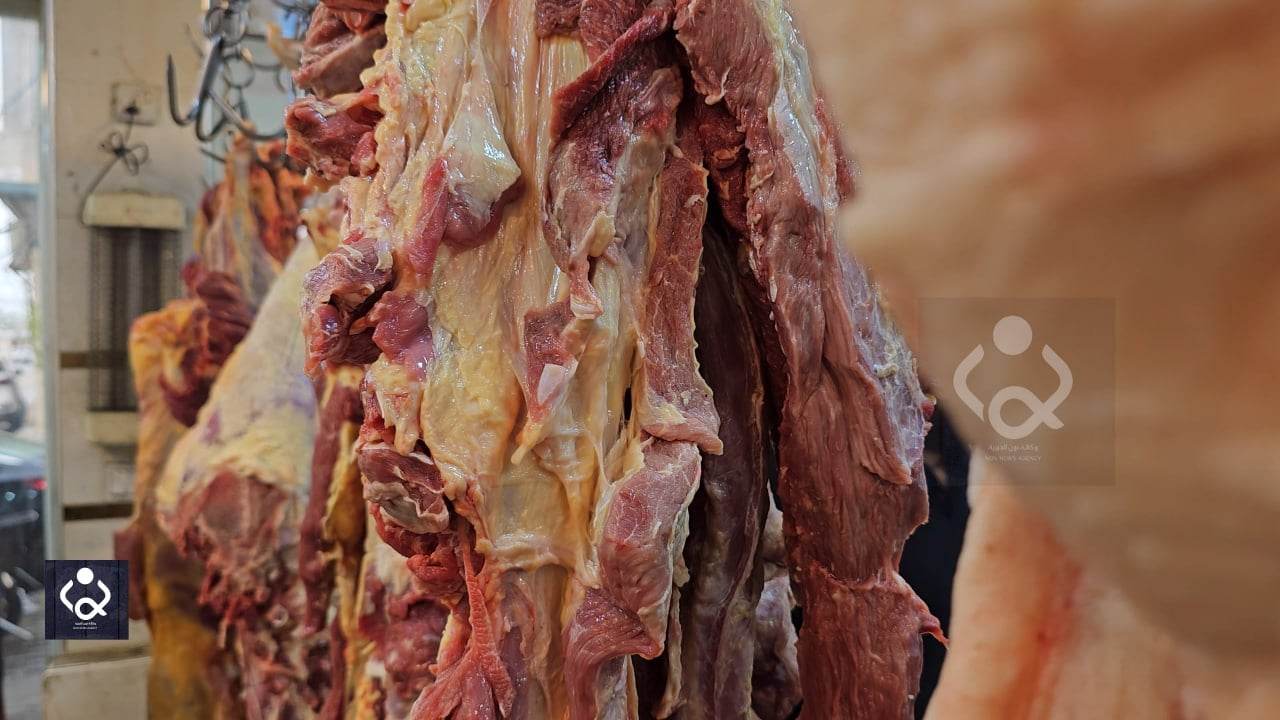 كربلاء:اسرار يكشفها باعة الاغنام والقصابين  منع الاستيراد والدولار والاعلاف والاتاوات رفعت اسعار اللحوم (فيديو)