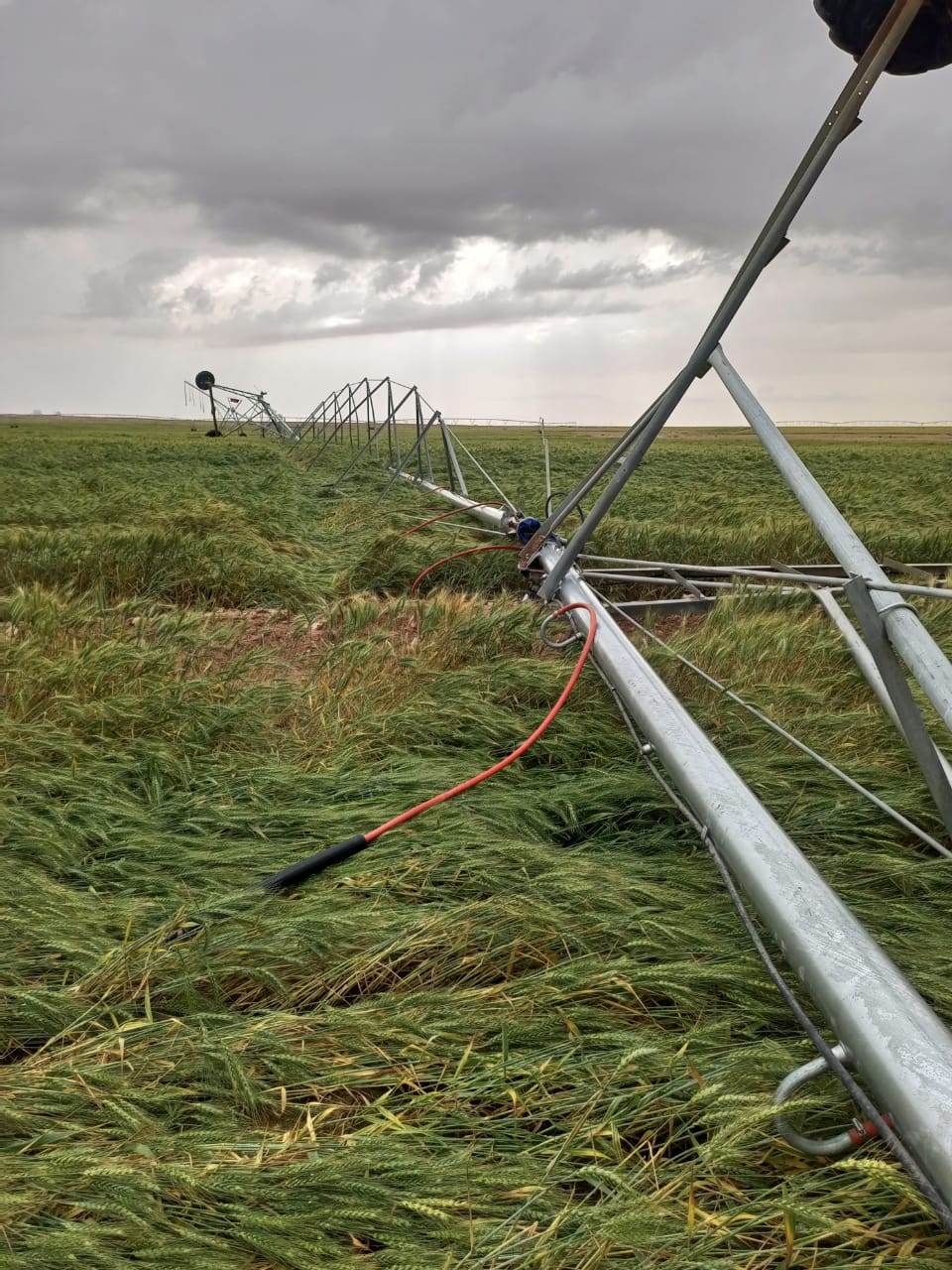 كربلاء : الأمطار تتلف آلاف الدونمات من حقول الحنطة والجمعيات الفلاحية تطالب بتعويض المزارعين(صور)