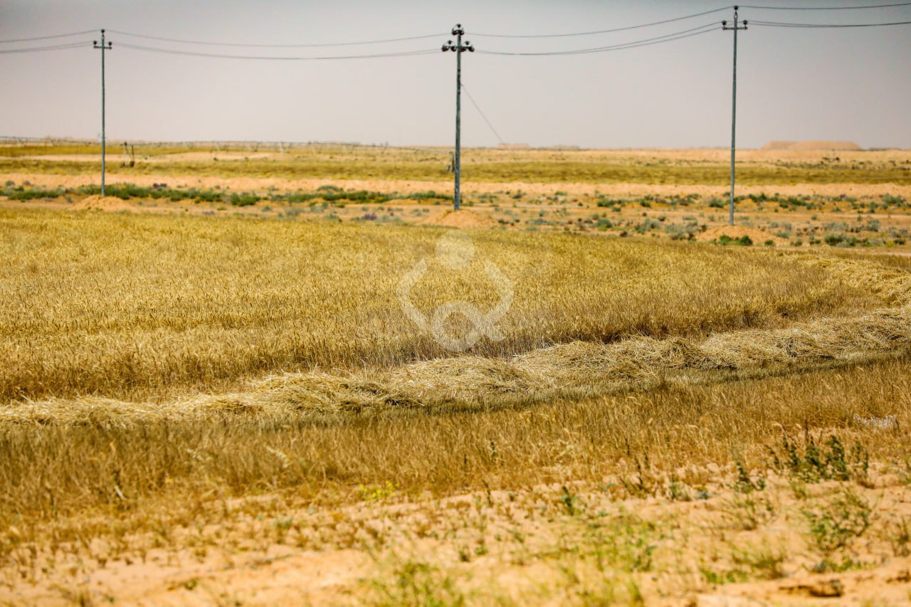 احتياطي القمح الاستراتيجي بالعراق يكفي 6 أشهر