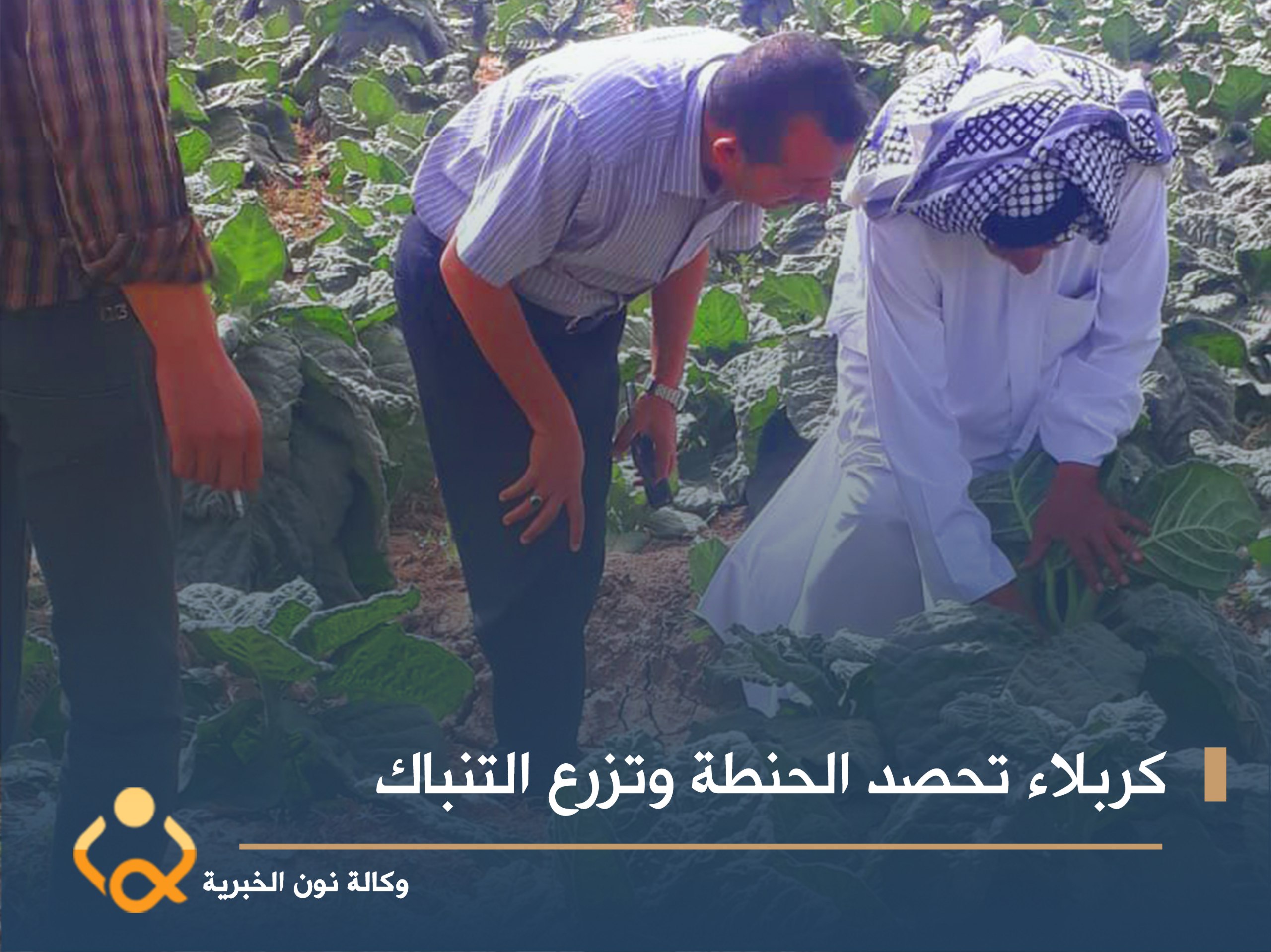 تواصل عمليات مكافحة الحشرات بثلاث طرق: كربلاء تحصد الحنطة وتزرع التنباك