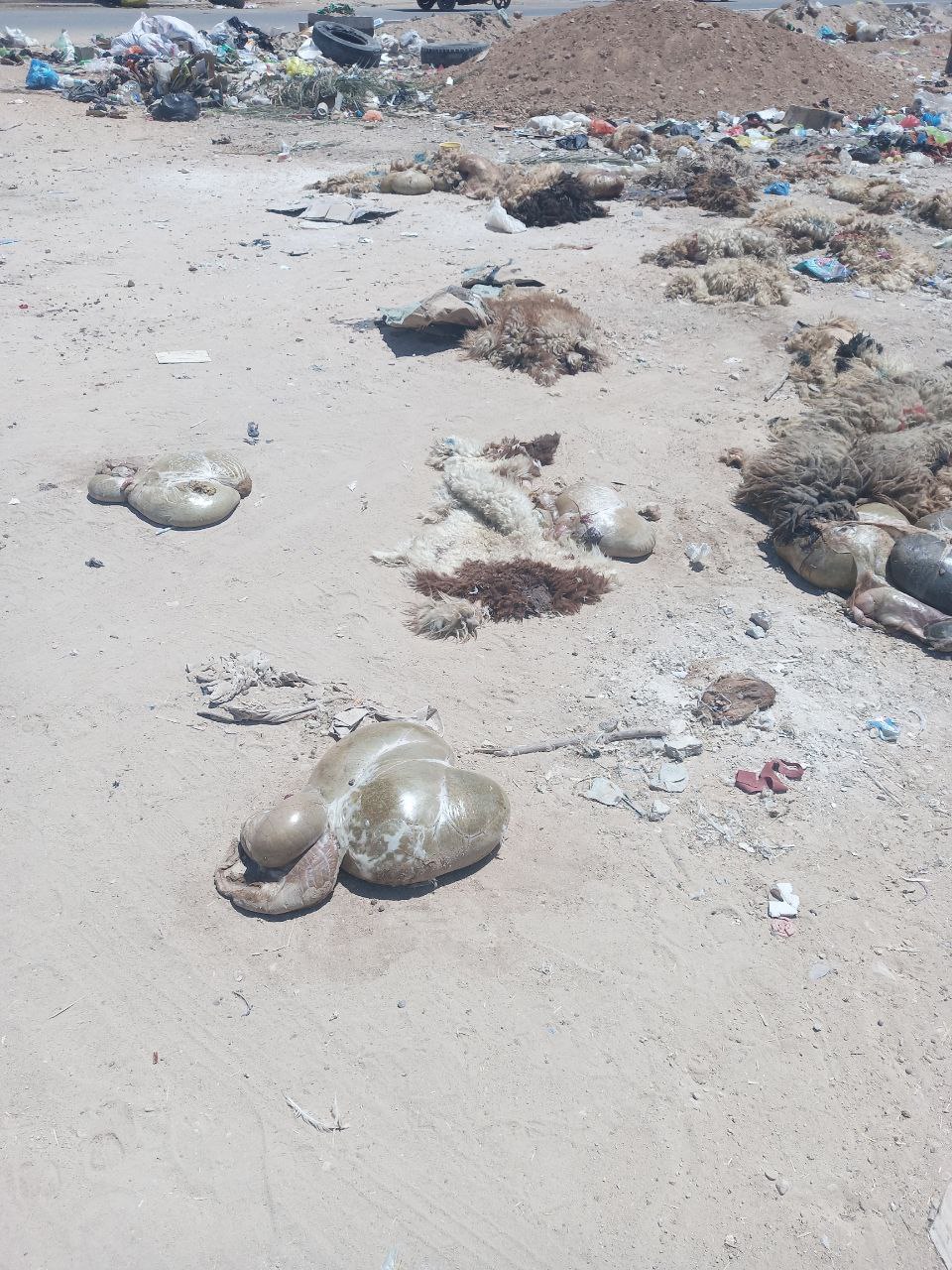 مع ازدياد خطورة الحمى النزفية: مخالفات بيئية وجزر عشوائي في الهواء الطلق في كربلاء (صور)