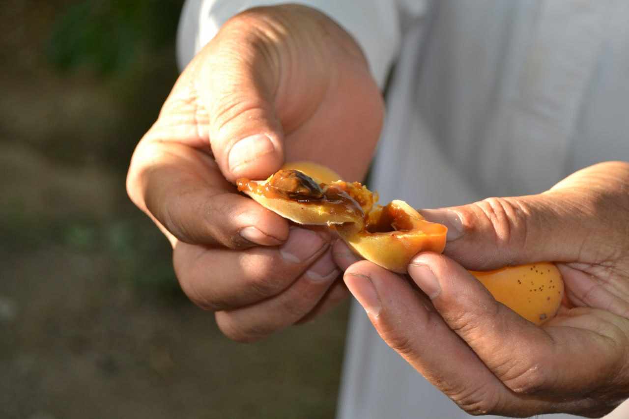 بالصور:خسائر كبيرة بمحاصيل الفاكهة في كربلاء والجمعيات الفلاحية تكشف الأسباب