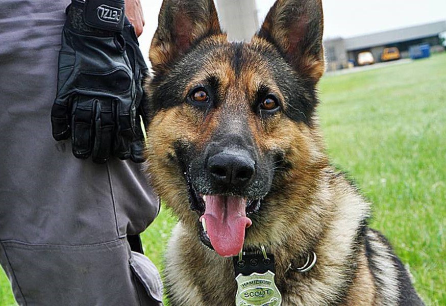 النزاهـة تـضبط هـدرا للـمال العام وشـراء كـلاب بـوليسيـة لا تعمل في ميسان