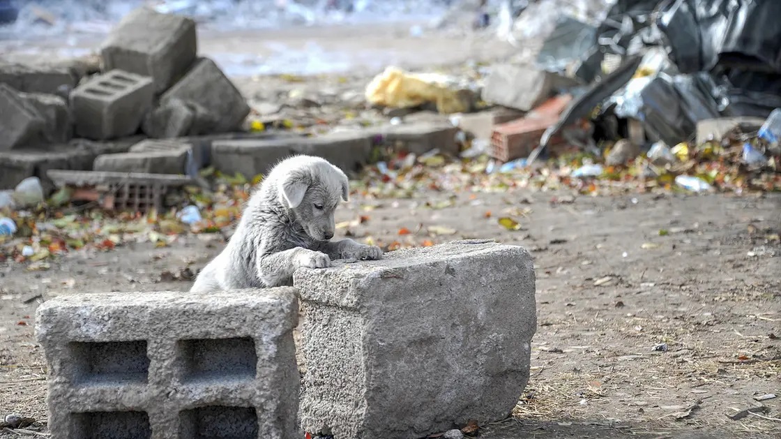 انقسام إفريقيا وانفصال سيناء.. كارثة محتملة بعد زلزال المغرب